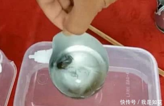 硫酸有多可怕?老外将水蛭扔进去,下一秒瞬间失控