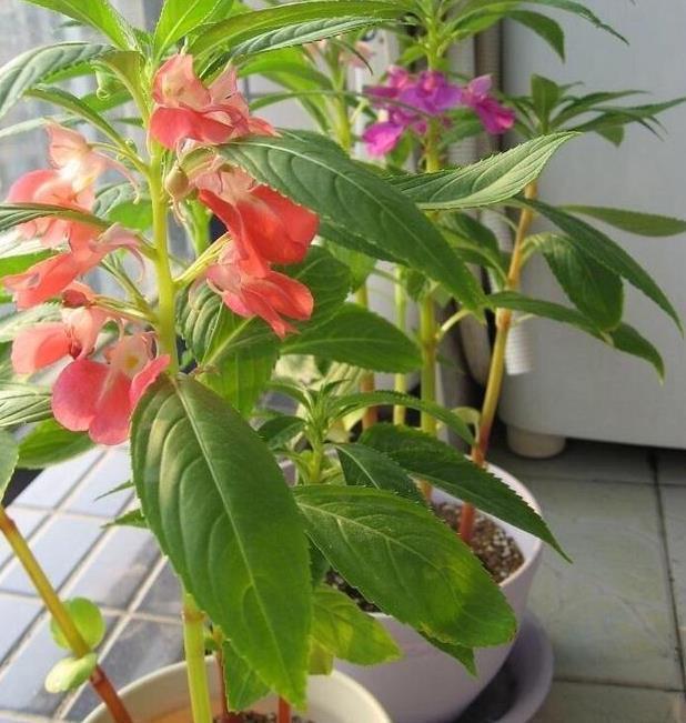 散光|北阳台阳光少,可是此7种花,照样一个劲儿开花,连开几个月