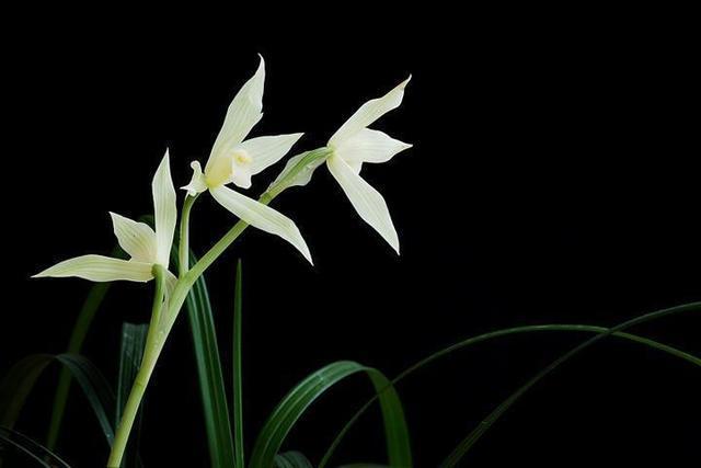 兰花抱怨养不好，重点养好“根茎”，来点肥浇点水，呼呼冒新芽