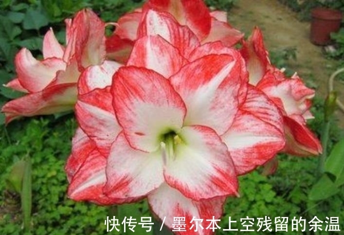 家里养这几款植物,娇小不占地,花儿轻松开爆盆,适合阳台盆栽