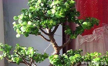 象鼻|大妈养一株“象鼻”盆景,从没人要变“万元级”,才花3个月