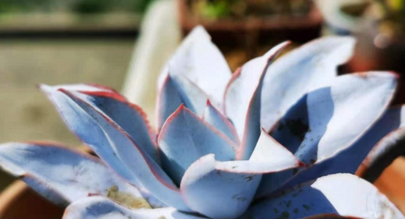 多肉一养就死,那是因为没做好这些