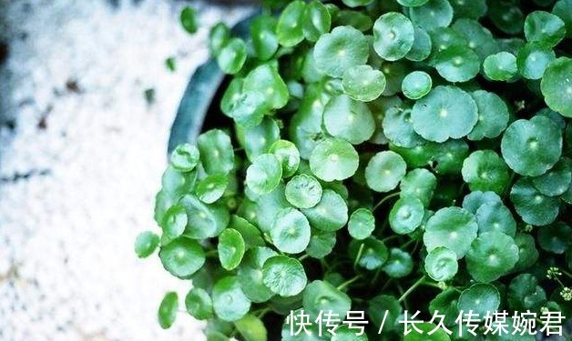 碗莲|这几种花草有水就能疯长,新手也不用愁,简直又好看又好养