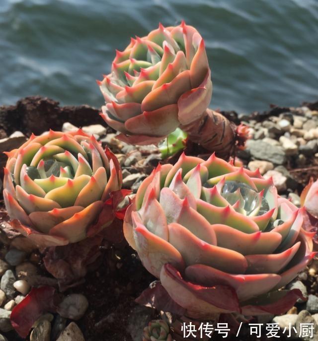 喜欢养多肉,应该挑战一下玉蝶,可以控出这状态,不得不佩服