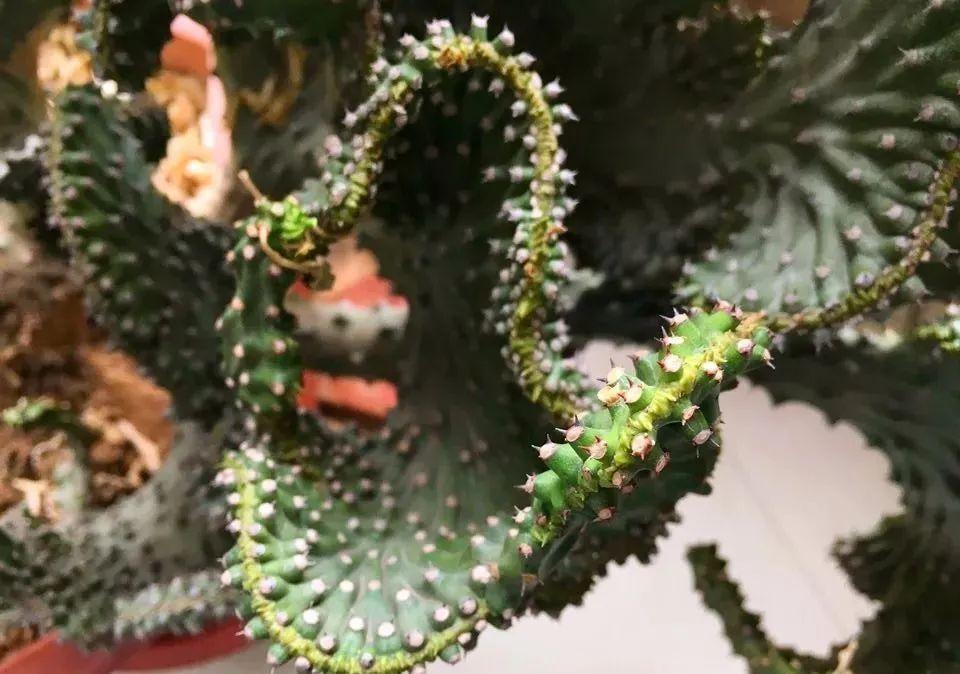 光棍树|养花:6种“丑八怪”,放在家里能镇宅,养的越久越气派