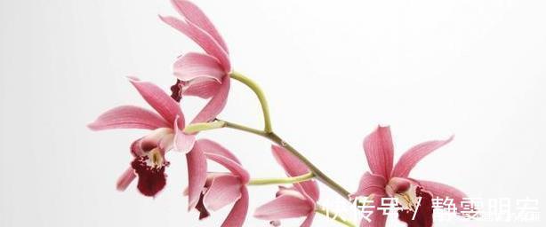 线艺|兰花市场的水很深，那怎么才能分辨出一株兰花的好坏？
