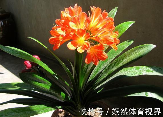 花卉|养君子兰，掌握4个小技巧，年年叶绿花艳、长爆盆