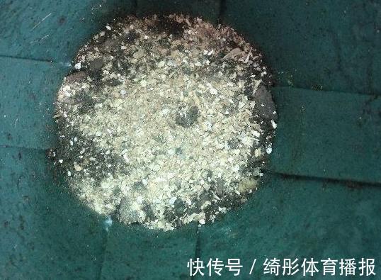 用啥水浇花长得快、开花多、虫害少?3个妙招,省时省钱又省力