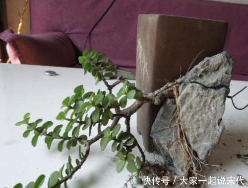 观赏价值|张大爷不喜欢绿萝,家里就养“它”,摆客厅显得“高档”,值钱