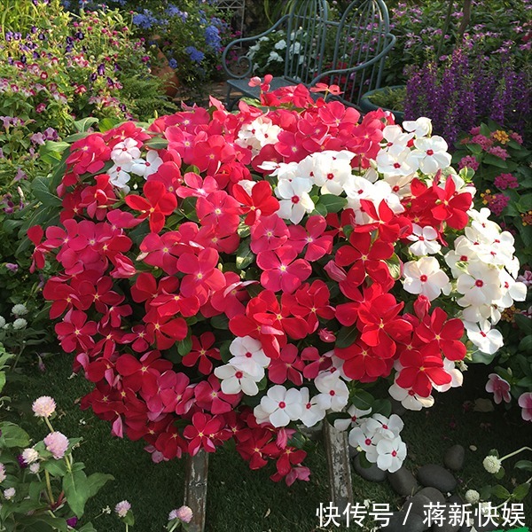 五种开花小机器，超级“爱开花”，家里养一盆，秋冬有花看