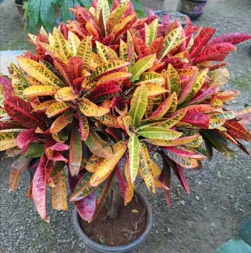  服盆|新买的花，4件事别做错，否则不易服盆，难养活