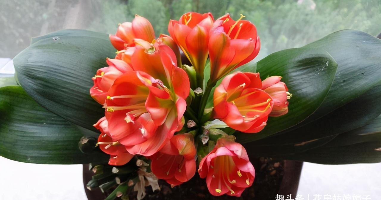 植株|君子兰在花盆里头重脚轻站不稳,别忽视,原因简单危害却很大