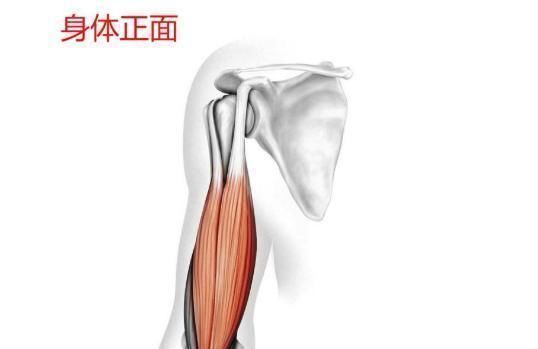 肌肉痉挛|手臂练很久没效果你的训练强度太低了这么练，老手都感觉费劲