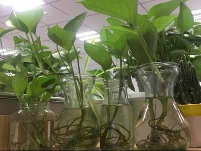 阳台上|想要绿萝不黄叶不烂根就得这样养,不仅不黄叶,还能常年绿油油