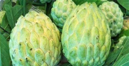 释迦|会吃的人更健康，坚持常吃三种食物，活血补气，排毒美容