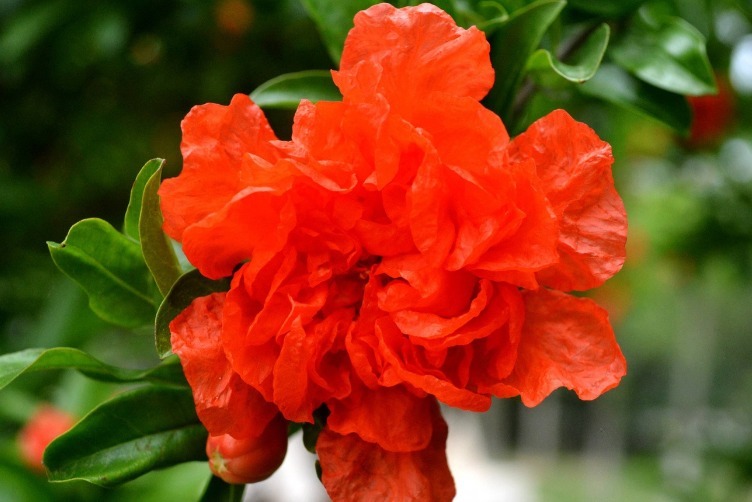 1种“古老花”,花开红似火,比月季好养,寓意富贵、子孙满堂