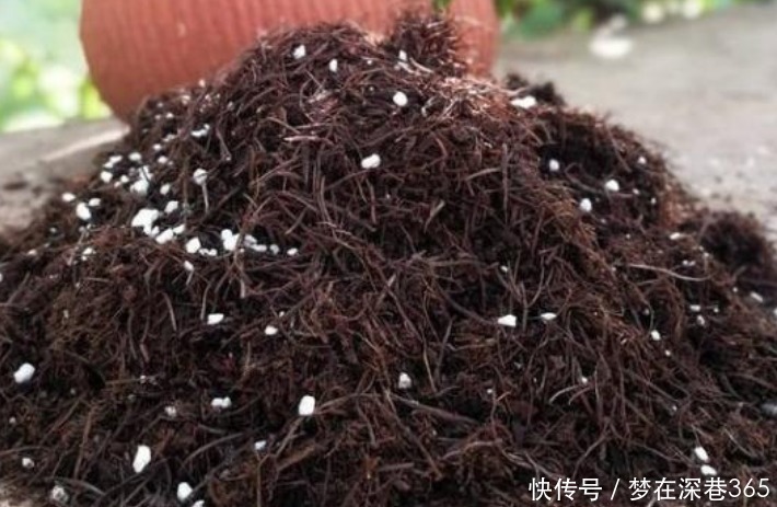 窍门|养花“有窍门”,往盆里撒点“它”,花卉长得旺,呼呼疯长!