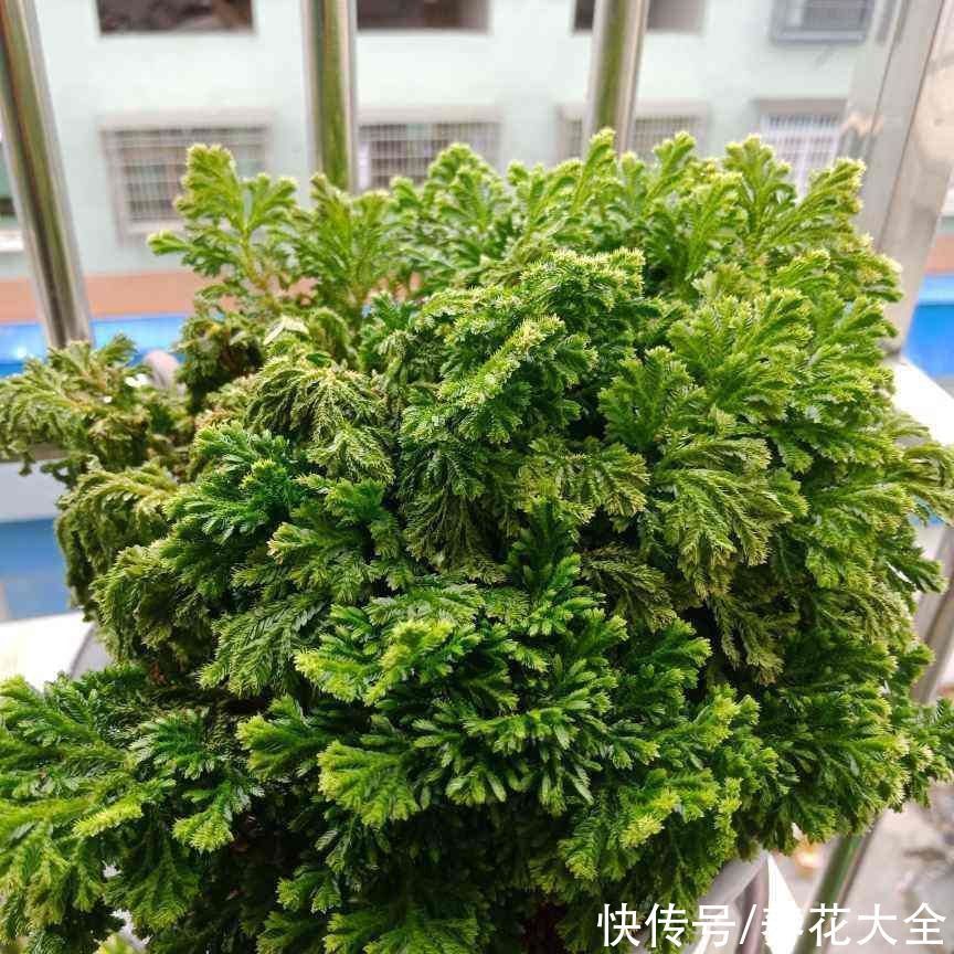 折腾不死的五种花,两个月不浇水,照样水灵灵