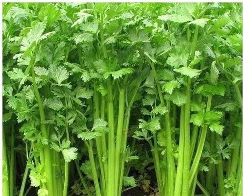 芹菜|养肝就是保命!3种蔬菜,养肝护肝,肝脏“舒服”,人才更显年轻