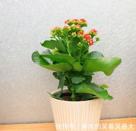 秋天应该买什么花!