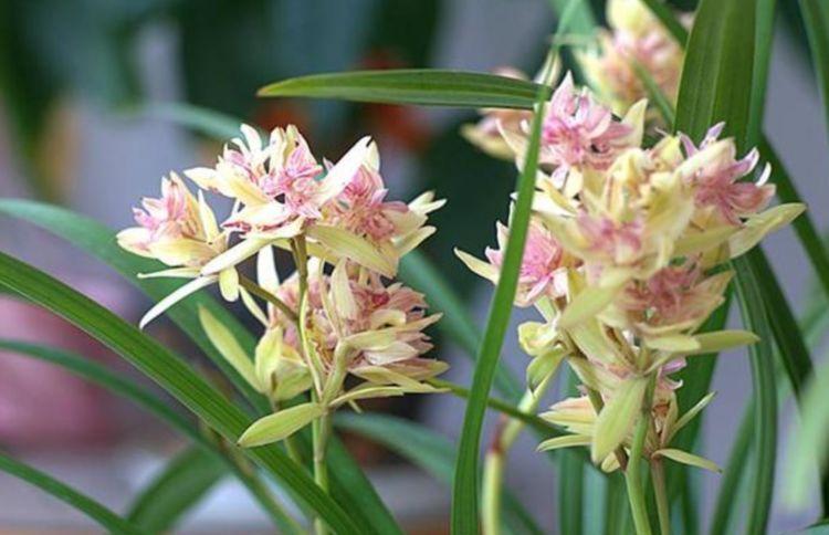 春季养此款花卉,花大服盆快,养家里直接变成小花园