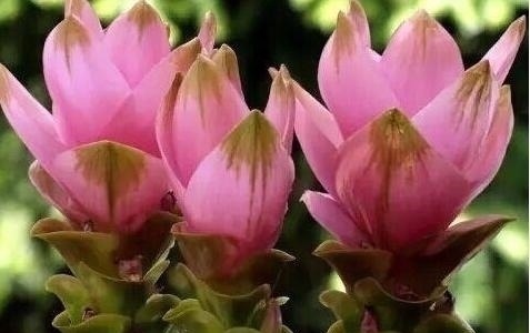 “姜”丢进盆里就能活，开出漂亮“大花苞”，不仅好看、更好养