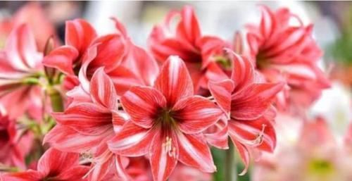 浓郁|可爱迷人的4种花，花色超仙，四季开不停，香气浓郁