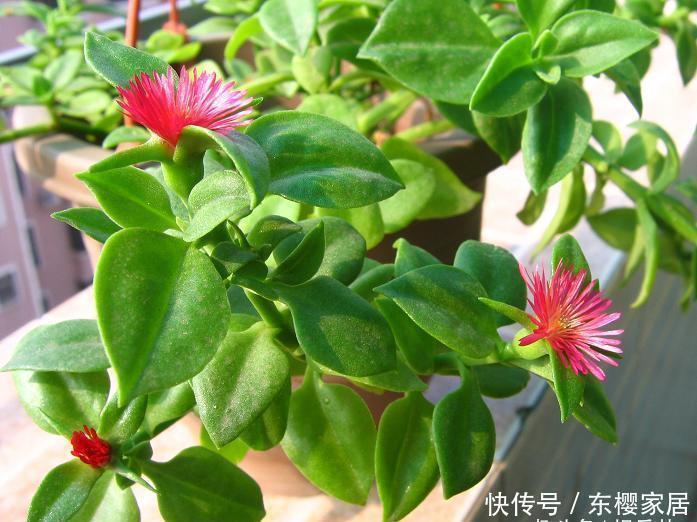 红花变绿叶是什么花