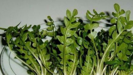 长寿|想长寿,三种食物别放过,补益气血,延缓衰老,分享给家人