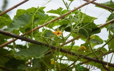 南瓜藤|这种瓜的叶子是个宝，降压、戒烟、打结石，可惜知道的人太少了