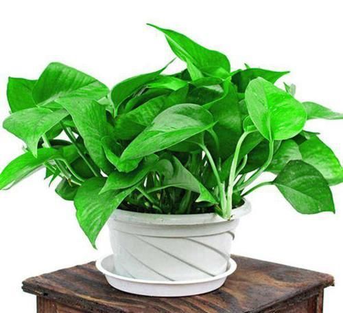  筷子|学会3个小技巧，盆土是干是湿轻松掌握，不用再担心盆栽水多水少