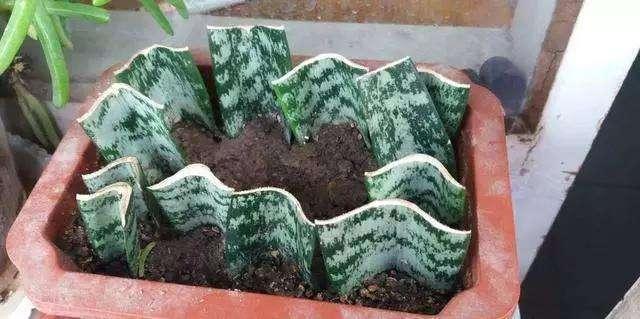 养花真的不要钱，这3种花摘片叶子放土里，生根就是小盆栽