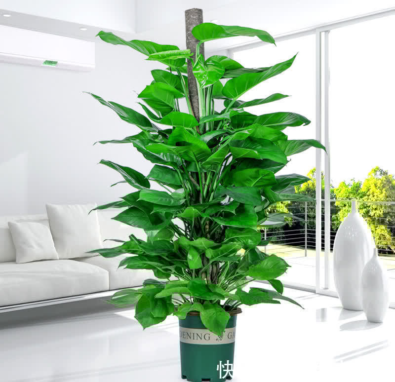 浇花|浇花用这3种“水”，水肥兼顾，省劲又效果好，制作方法简单