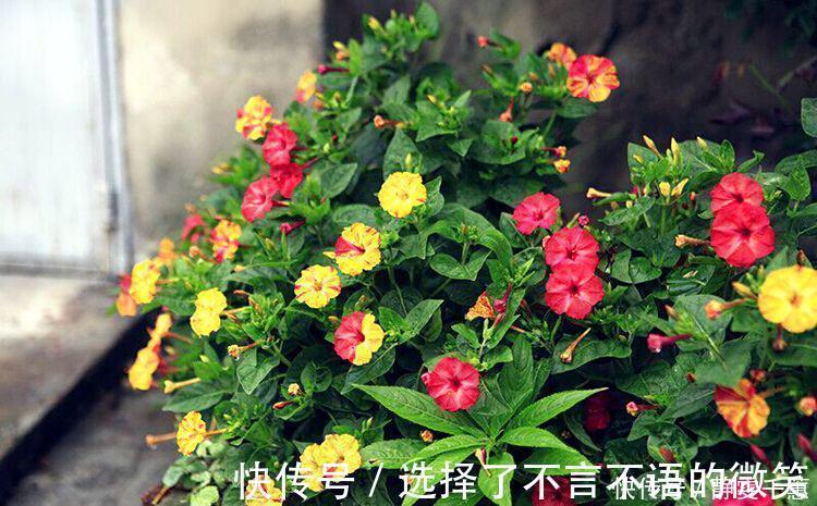 石竹花|7种“省心花”,耐阴、耐旱,不招虫、生病少,还特爱开花