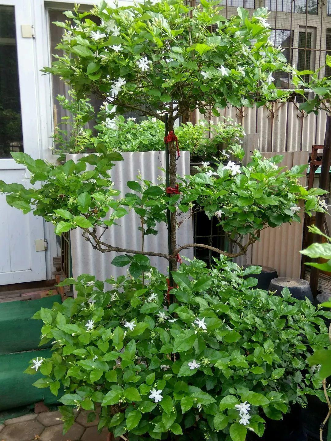 茉莉狠心剪几刀,呼呼窜成3层塔,开花满树香味足