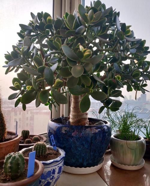 养了20年的玉树,杆子比大腿还粗,满树白花跟下雪了一样