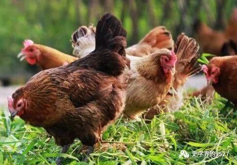 发展做出|民间常说“鸡是千日虫,再养就会穷”,究竟什么意思