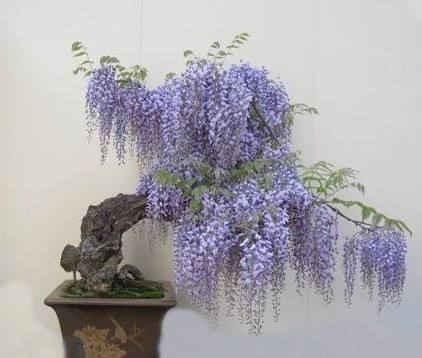 这几种盆栽最适合当传家宝，养一棵能传十代，长寿旺福又聚财