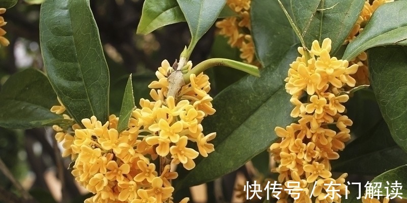 食物|慢性胃炎的“死对头”已公布，这3种食物常吃，或能远离胃胀痛