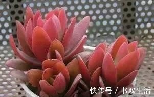 叶片|此款多肉，适合新手养，不怕你虐，越虐越漂亮