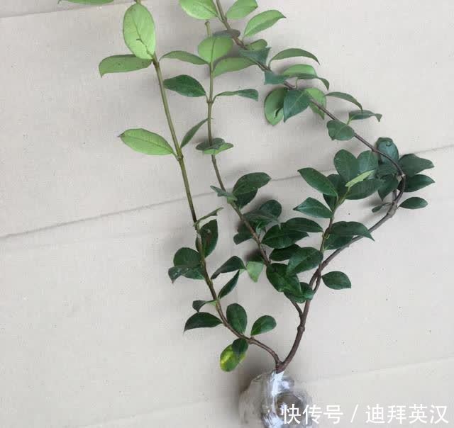 成活率|银丝茉莉换盆极品攻略，缓苗快，开花超级多