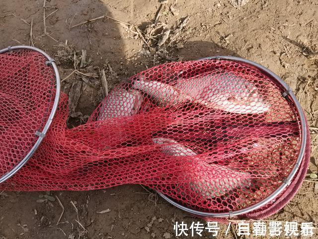 鲫鱼喜欢什么气味,你真的知道吗?这次讲个透彻,咱们一窥究竟