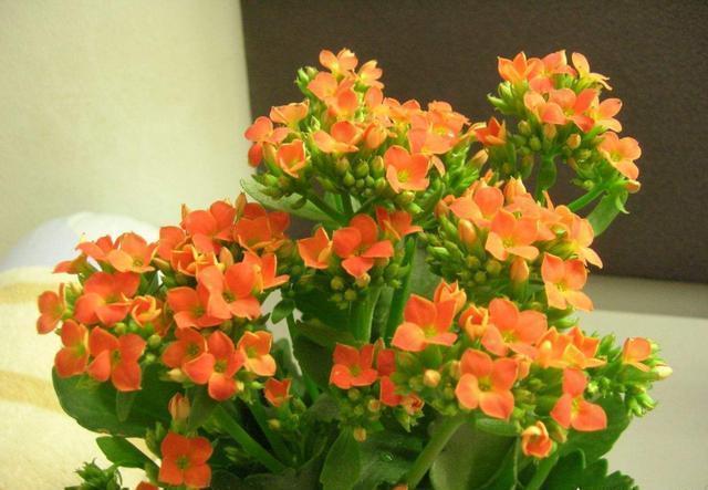 长寿花做好两个“关键点”，“花期”您来“掌控”，想让开就开！