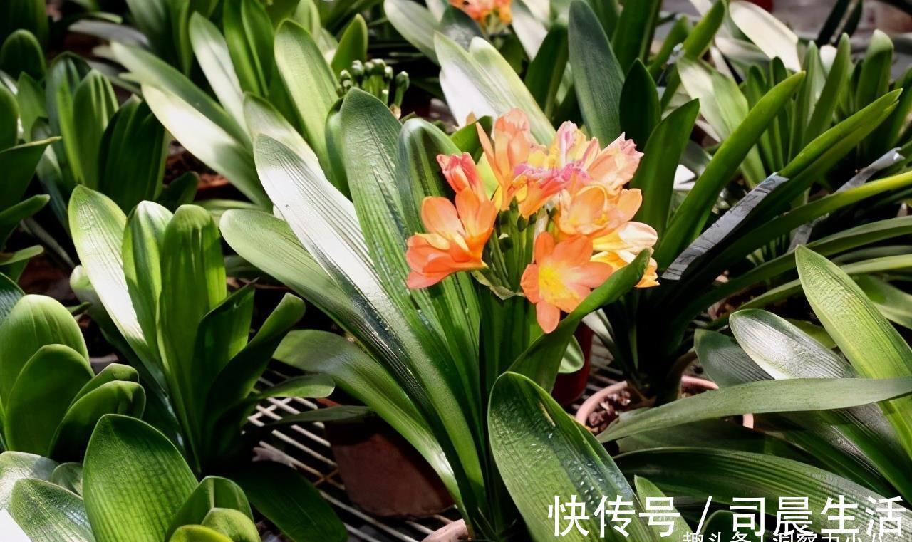 君子兰有“三怕”，入冬养护需避开，猛催新芽，绽放层叠群兰