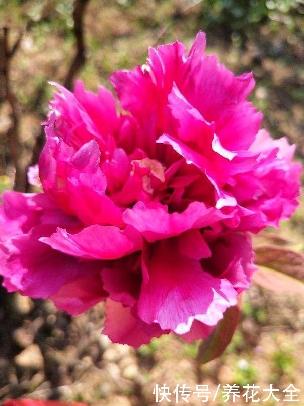 年底了，养盆招财花，招财进宝寓意好