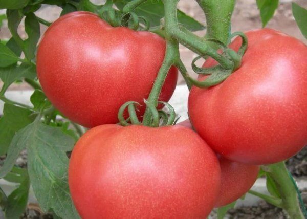 维生素c|西红柿的功效很多,却和2种食物“相克”,吃错了美食变“毒药”