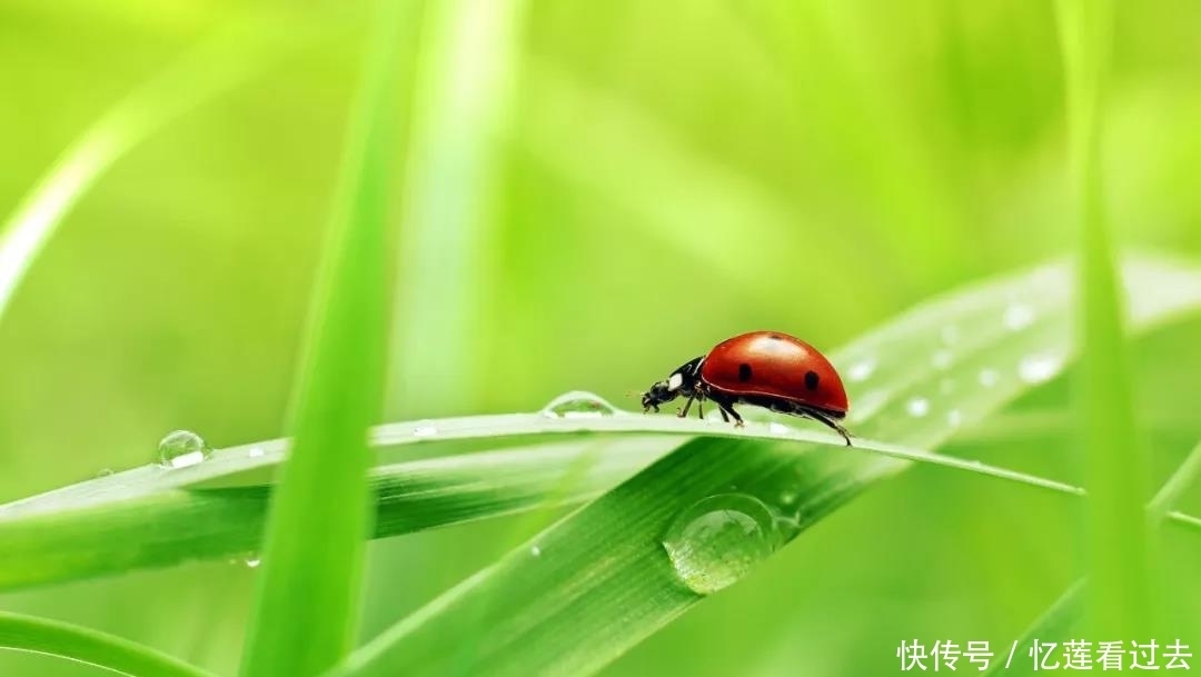 古人是如何过惊蛰的?清末民初湖北惊蛰打虾蟆习俗