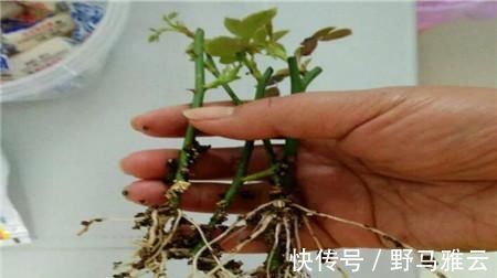 阳台|学会这9个扦插绝招,插啥活啥,蹭蹭长出大白根,阳台多的放不下