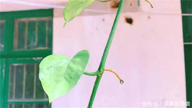 枝条|绿萝长气根“别乱剪”,找对原因“用对肥”,半年长到2米