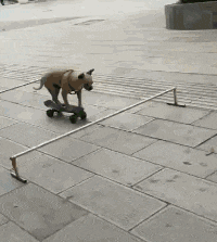 狗子|“一男子为了庆祝好友退役归来,竟女装欢迎?”哈哈哈哈